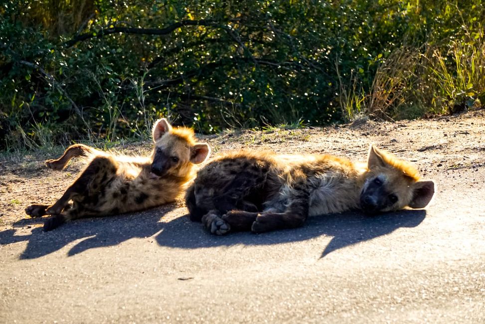 Hyänenbabys relaxen auf der Straße