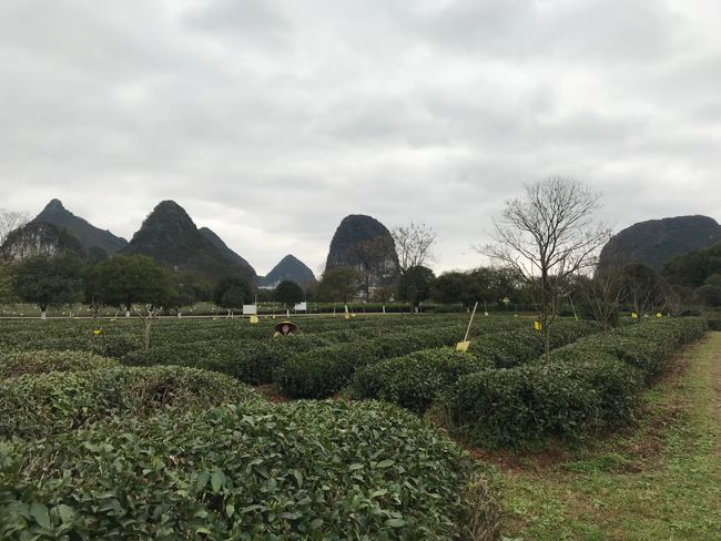 Guilin Tee Plantagen