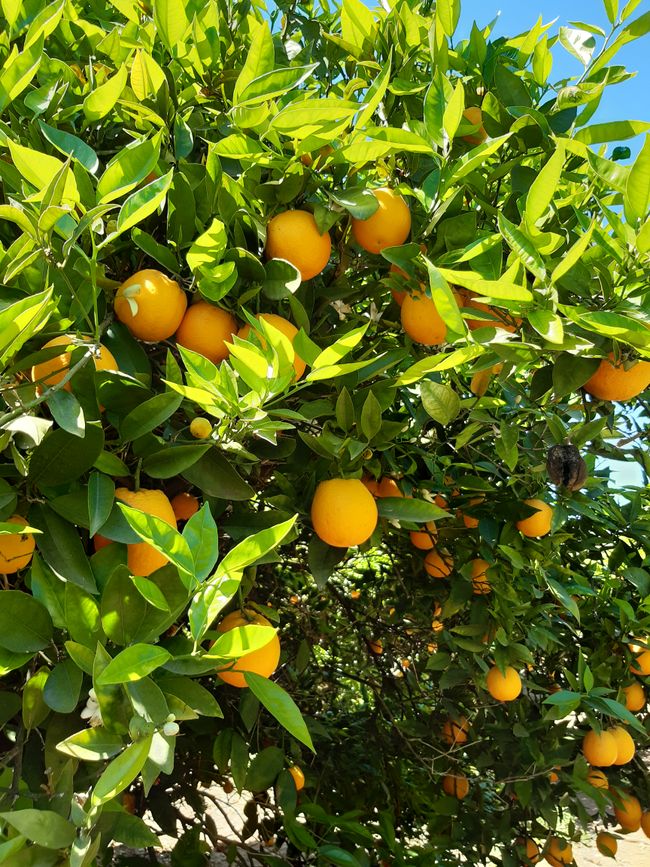 Orangenplantage...