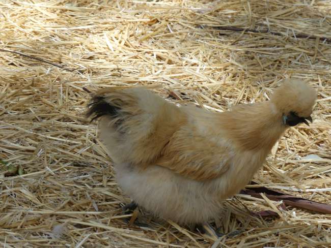These fluffy chickens are so cool!