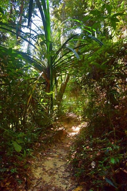 Malaysien: mit den Pointls in den Dschungel