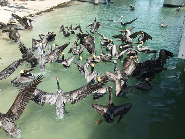 Pelikane auf den Keys