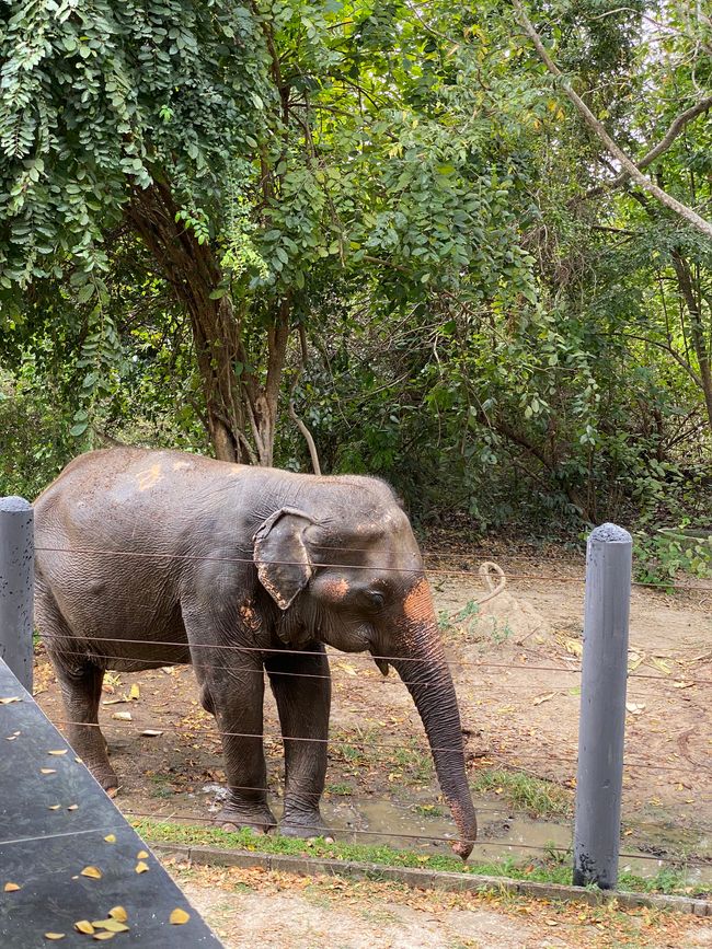 14.01.2023 – Elefanten in Hua Hin und Tauchen auf Koh Tao