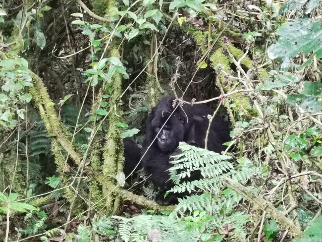 Die Gorillas im Bwindi Forest