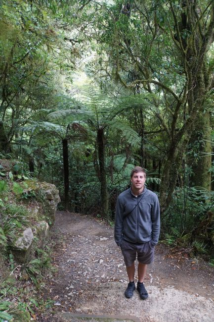 Farnbäume gehören zum Neuseeländischen Wald