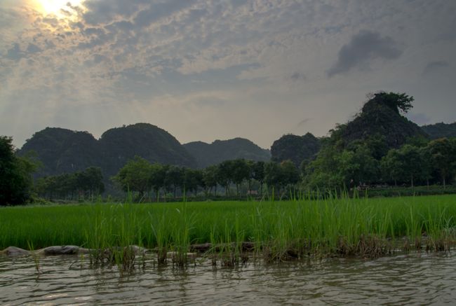 Reisfelder links und rechts vom Fluss