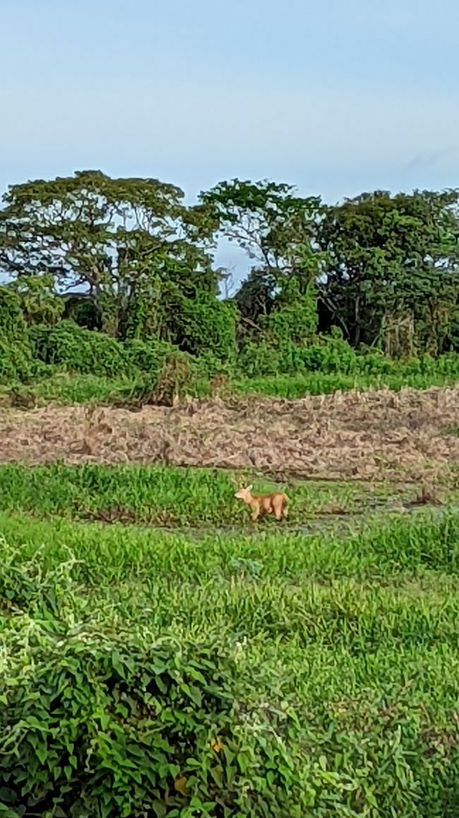 Aufenthalt im Süd Pantanal (Zusammenfassung)