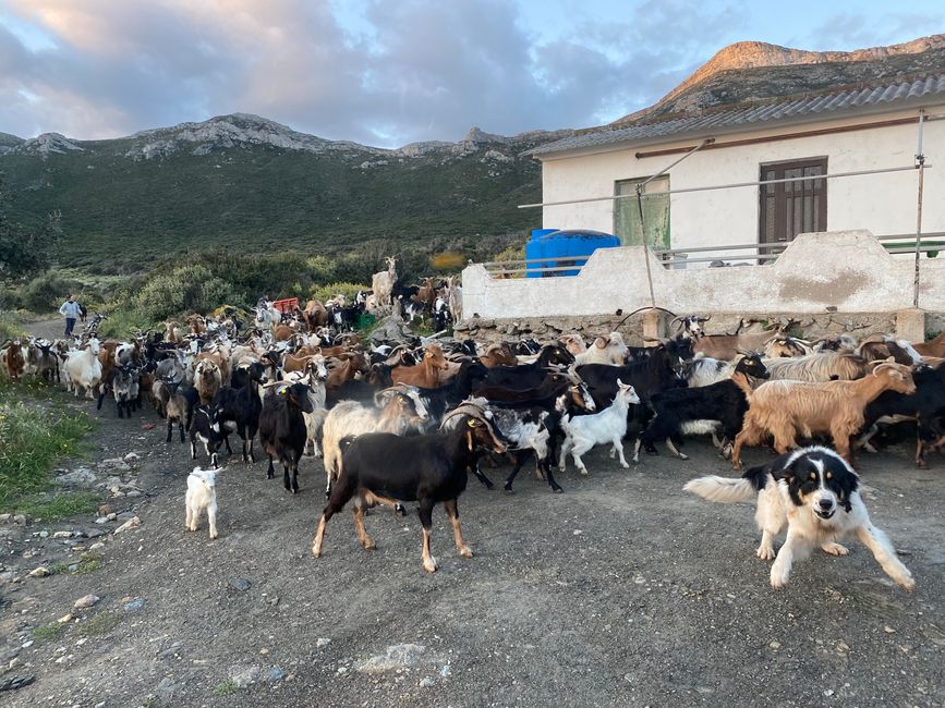 In the morning, we were woken up by a passing herd of goats.