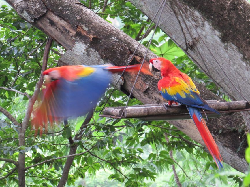 <p>Parrots in Punta Islita (10.5.22)</p>