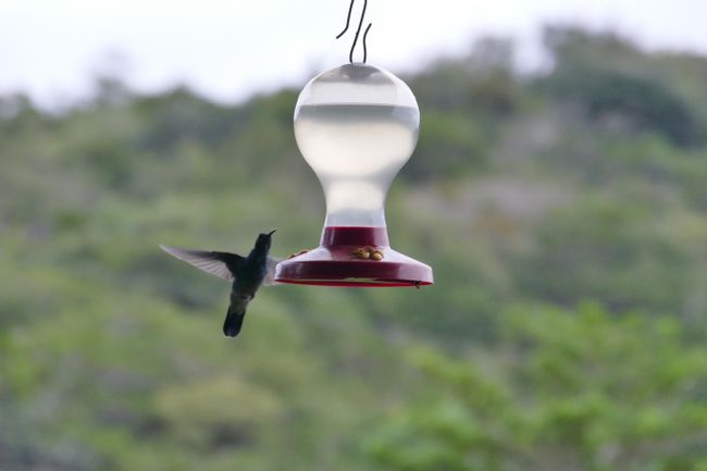 Hummingbirds drinking.