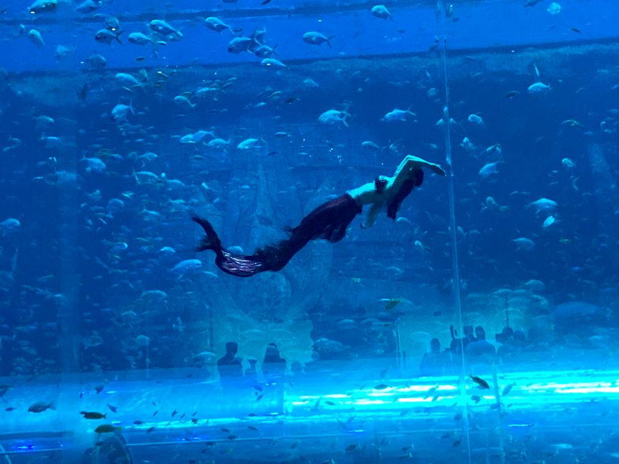 „Meerjungfrau“ im Aquarium