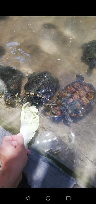 Schildkröten Fütterung 