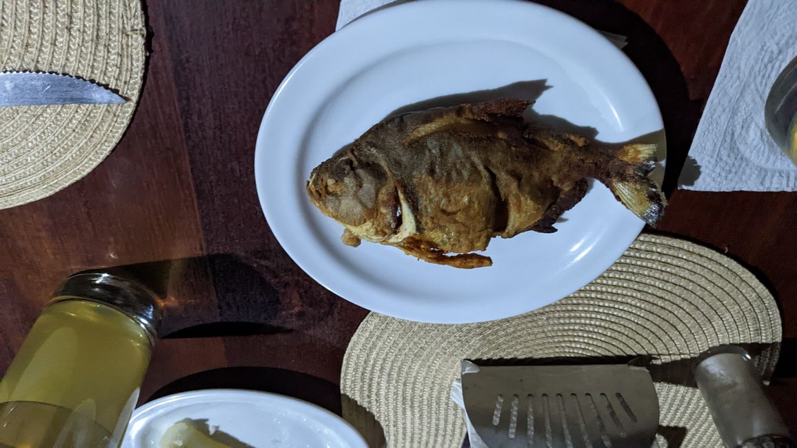 Piranha essen (schmeckt übrigens  köstlich)