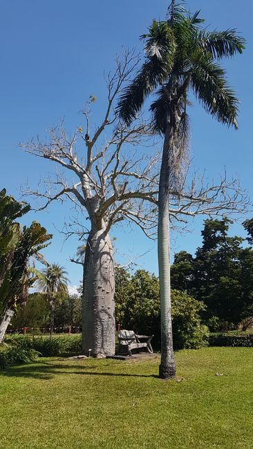 Dieser Baum speichert im Inneren Wasser und wird im Outback auch mal von Reisenden bei Bedarf angezapft.