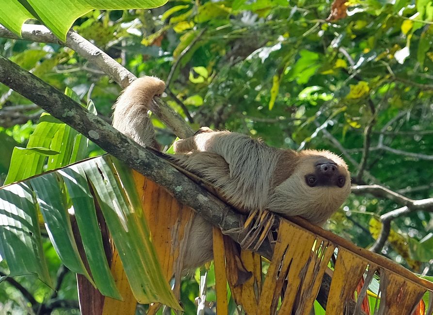 On our way, we encounter famous residents of the country, such as sloths...