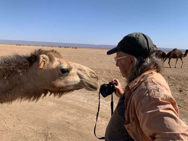 Kamel will kein Selfie