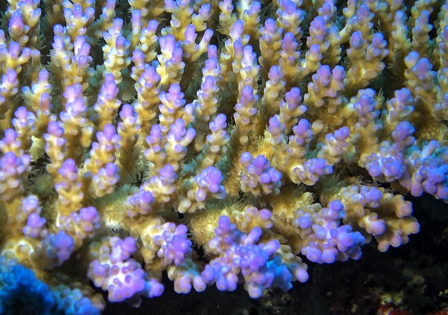Fiji's corals, the colorful underwater forests