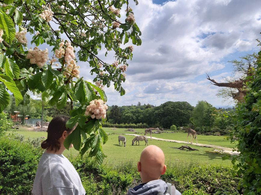 visiting the Opel Zoo with the giraffes and zebras