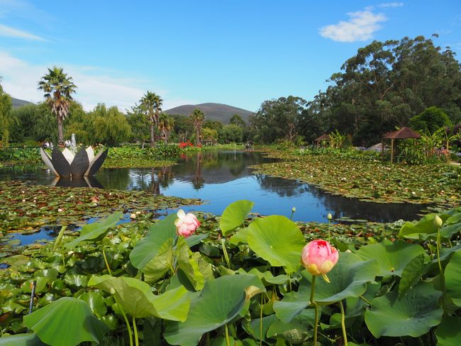 10.1.19 Healesville Sanctuary & Blue Lotus Water Garden
