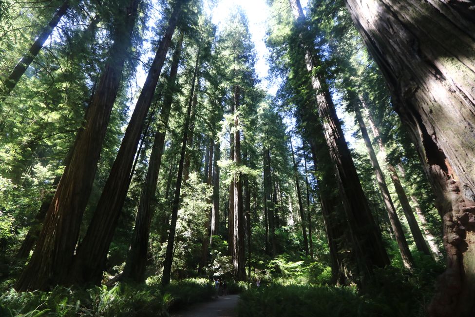 Redwood Ulusal ve Eyalet Parkı / Kaliforniya