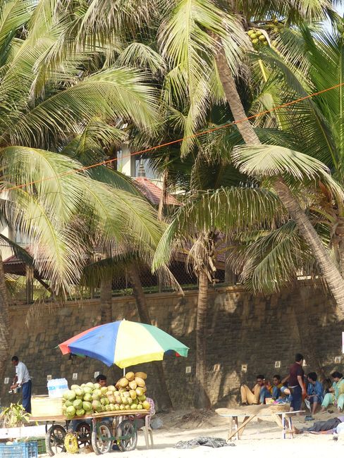 Noix de coco, directement de la palme 