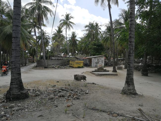 Red Island - Surf paradise and pigs on the beach