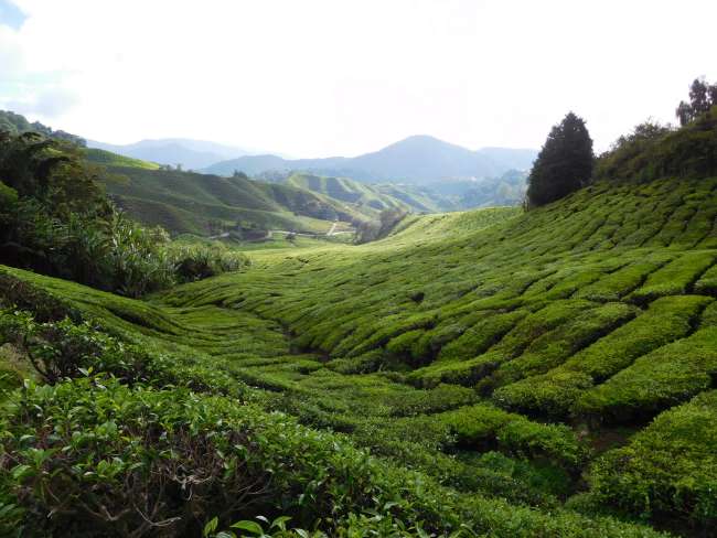 Cameron Highlands and Mossy Forest! No.2