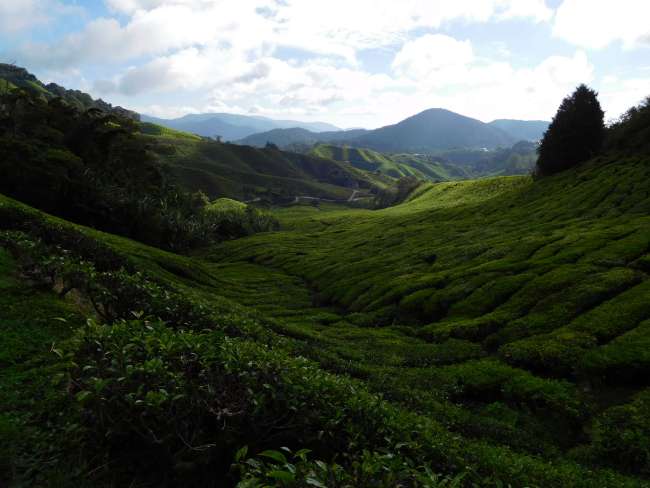 Cameron Highlands sy Mossy Forest! No.2