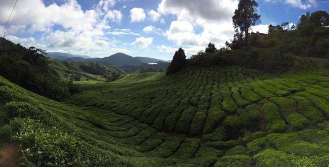 Cameron Highlands sy Mossy Forest! No.2