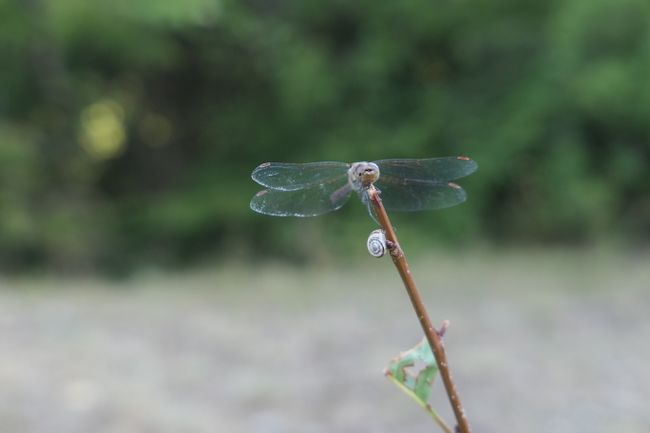 Dragonfly and Snail