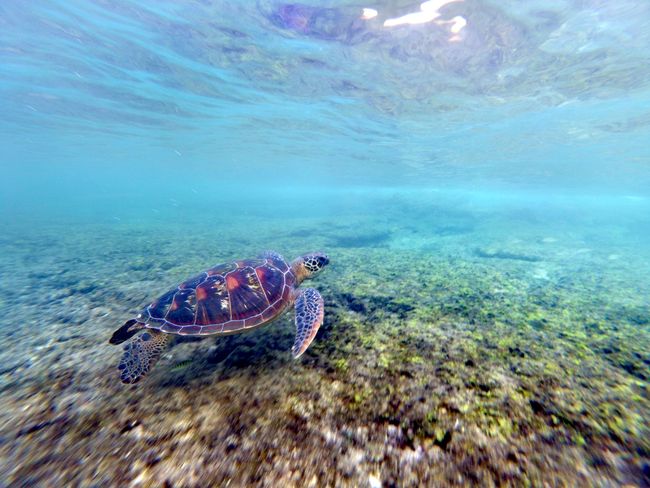 Turtle Love on Apo Island