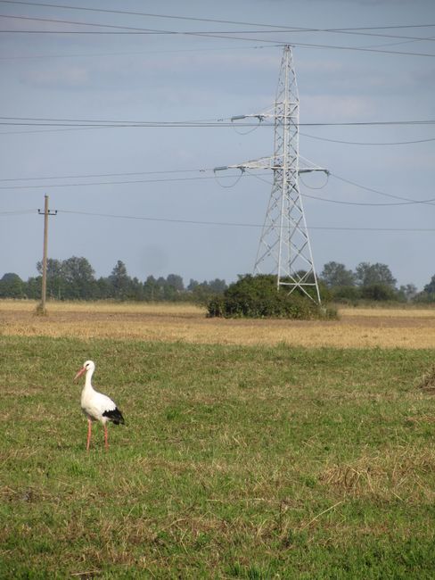 There are incredibly many storks in the Baltics