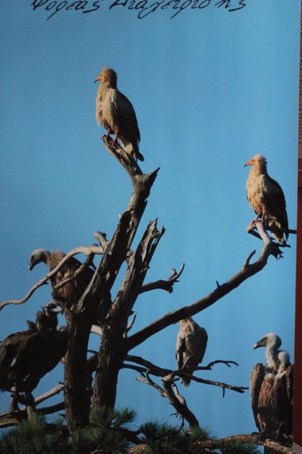 15.08.2018 - Ausflug zum Dadia Nationalpark und Vogelschtzzentrum, Soufli