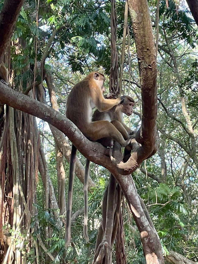 Sri Lanka - Negombo and Anuradhapura