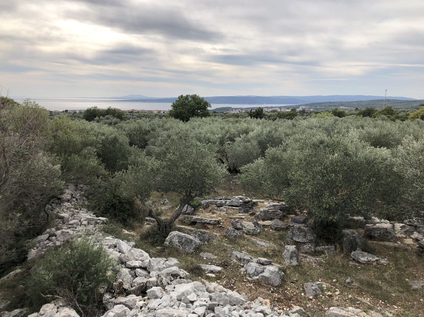 The barren land offers good conditions for growing olives