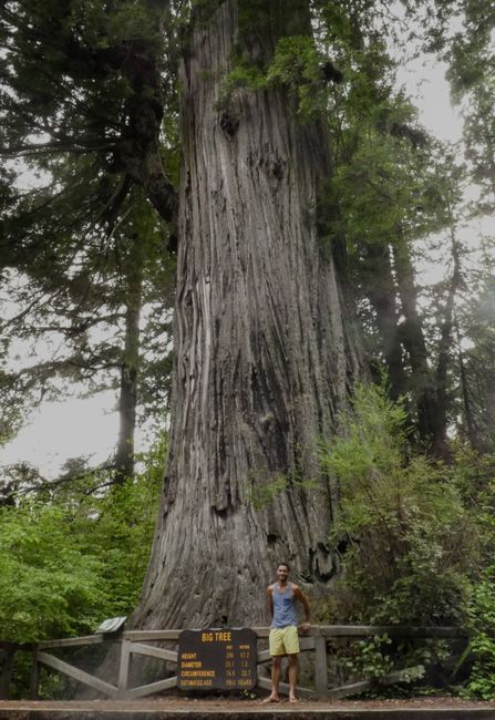 redwood np - california
