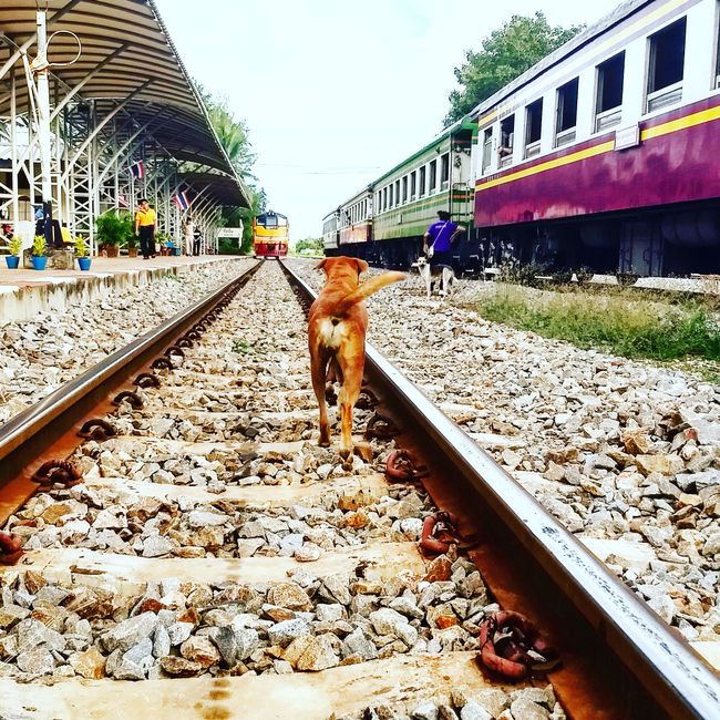Day 4: Maeklong Railway Market and Death Railway
