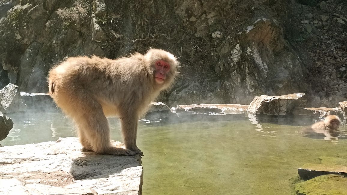 Nagano - Japanische Affenbande
