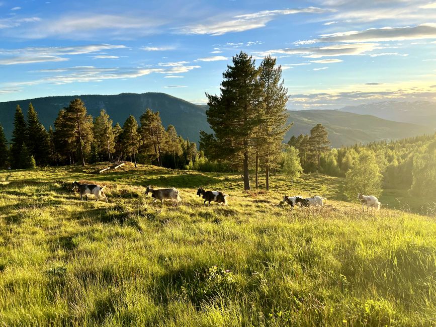 Cabras libres en Slidre