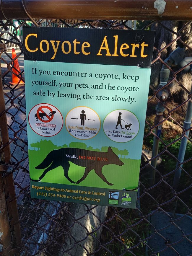 Bonusbild: bitte nicht die Coyoten füttern!