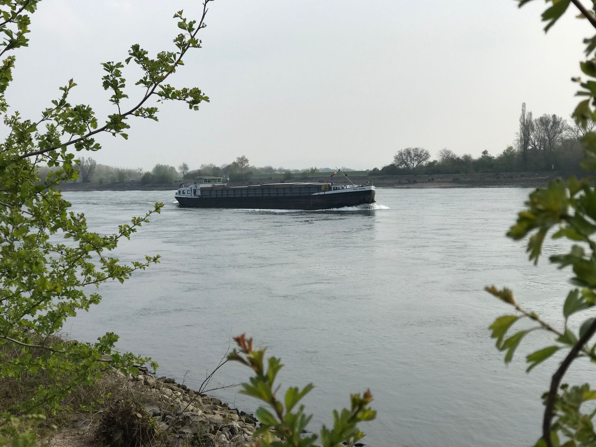 Rhine