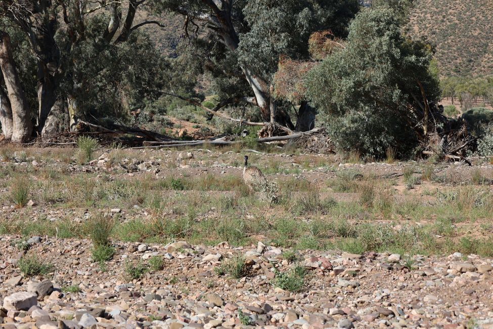 Emu at Brachina Gorge