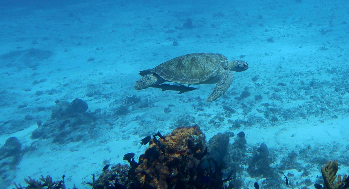 Schildkröte beim Yucab Reef