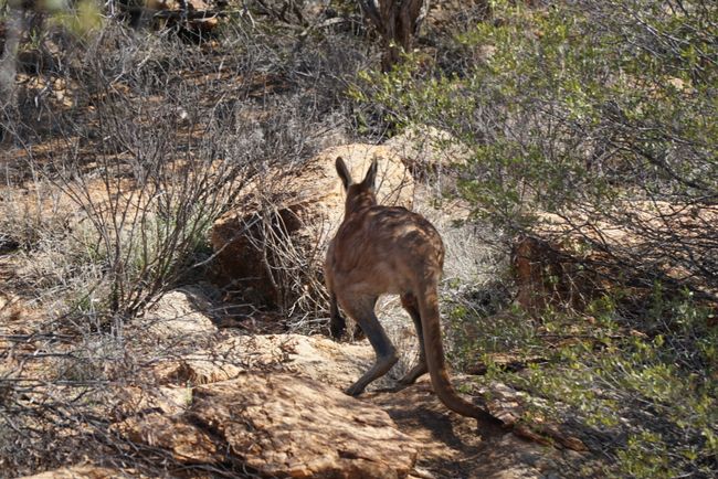 Alice Springs: Wieso eine halbe Stunde ...?