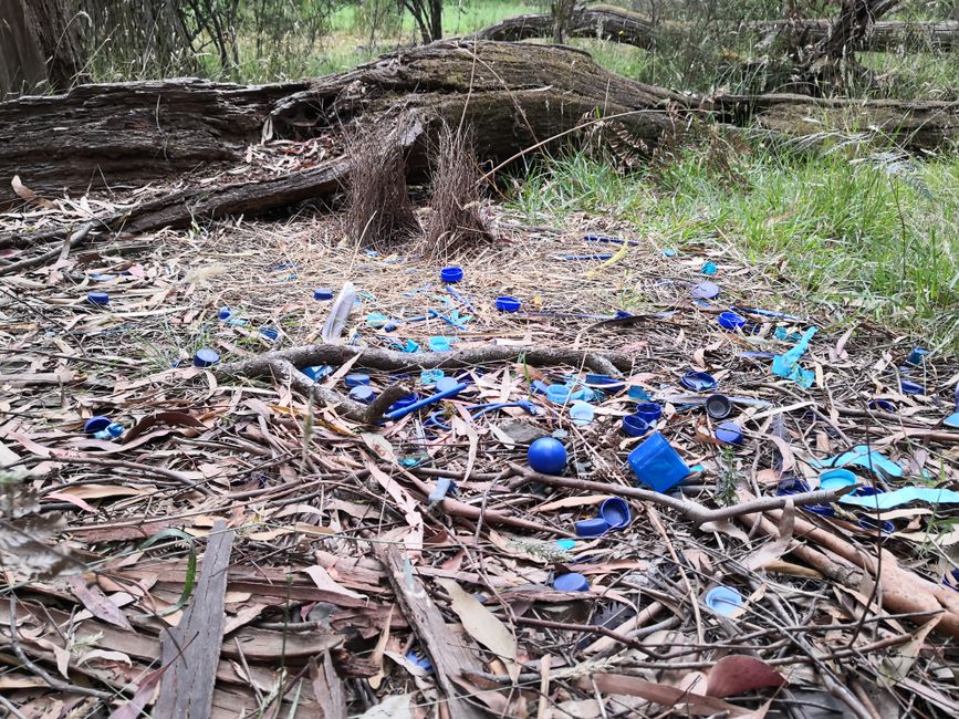 Bowerbird Nest-- die Männchen sammeln als Dekoration alles was blau isr