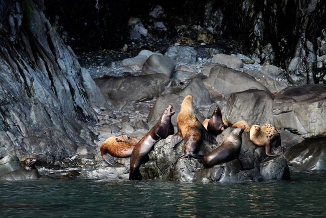 Sea Lions on Glacier Island