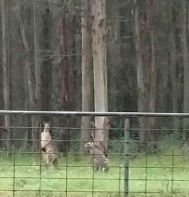 Two of a total of about 10 kangaroos.
