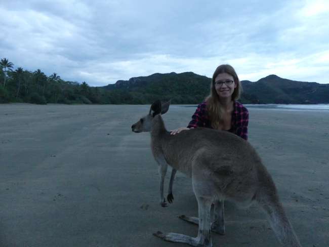At the beach with friendly kangaroos