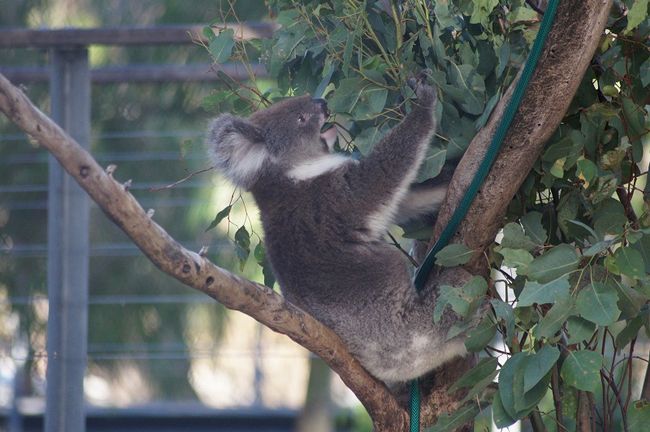 eating Koala
