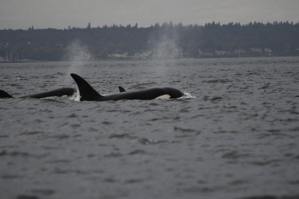 Canada - British Columbia - Vancouver Island - Orcas